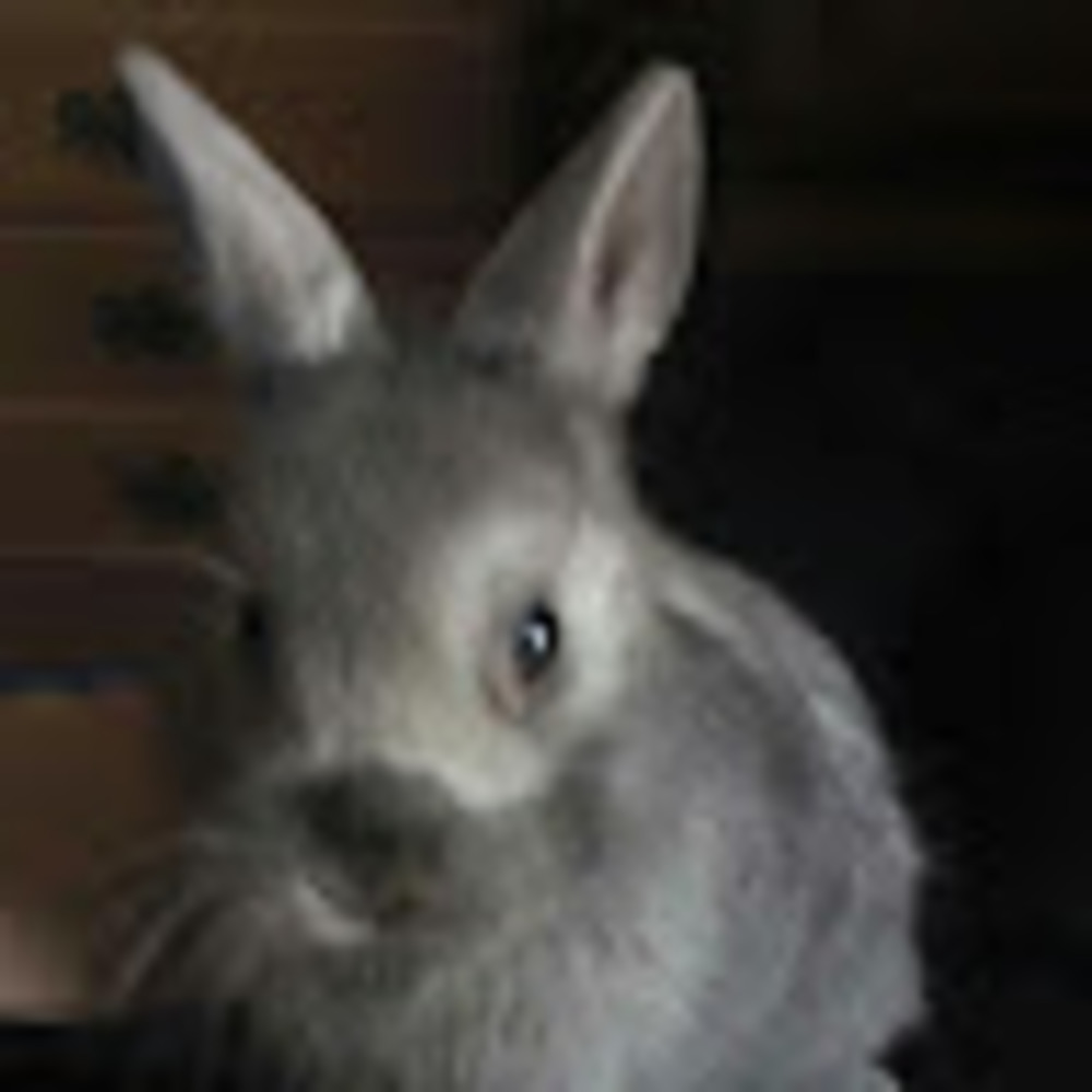 Meet your Posher, Bunny
